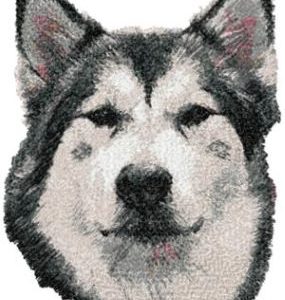Alaskan Malamute