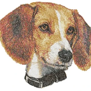Amerikansk Foxhound