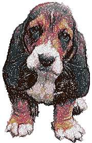 Basset valp
