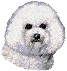 Bichon Frisé