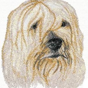Bichon Havanais