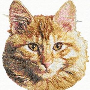 Main Coon