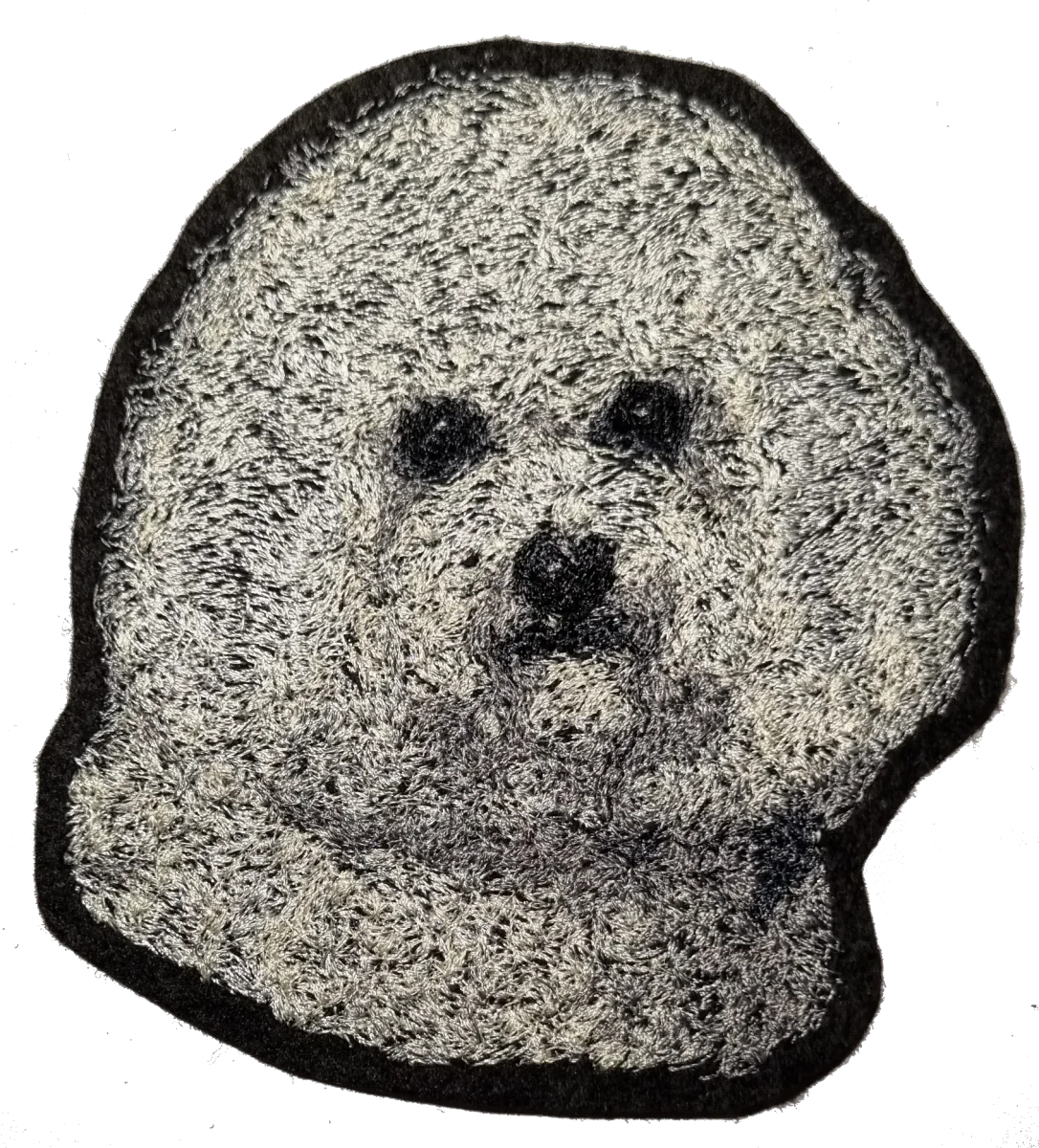 Bichon Frisé - Bild 3